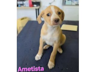 AMETISTA,cucciola mix volpino breton