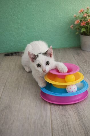 Cocco, gattino cerca casa - Foto 2