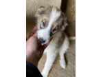 CUCCIOLI 3 MESI