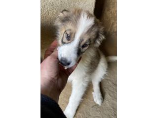 CUCCIOLI 3 MESI
