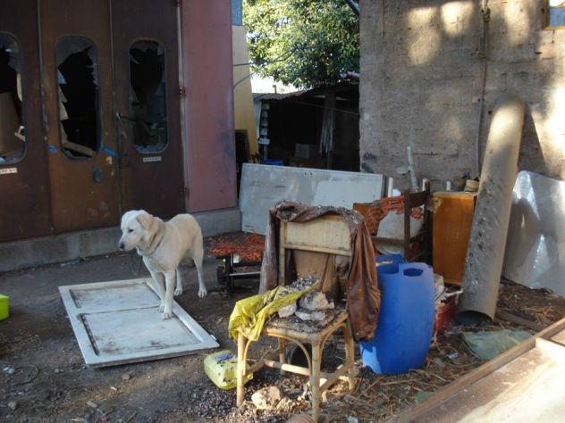 MALANDRINO, giovane e bello cerca famiglia URGENTE! - Foto 5