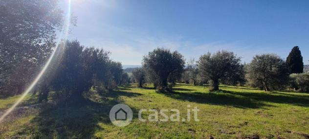 Tuoro sul Trasimeno vendesi terreno agricolo 10000 Mq - Foto 2