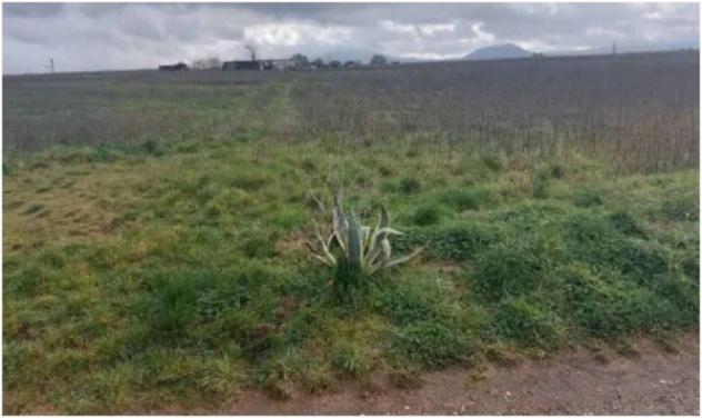 Immobile in asta di 21432 m² in vendita a Viterbo - Foto 4