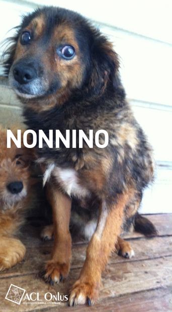 NONNINO, adozione del cuore - Foto 2