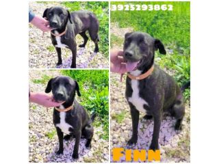 FINN cagnolino in adozione tg. medio piccola cerca una famiglia apri il suo box
