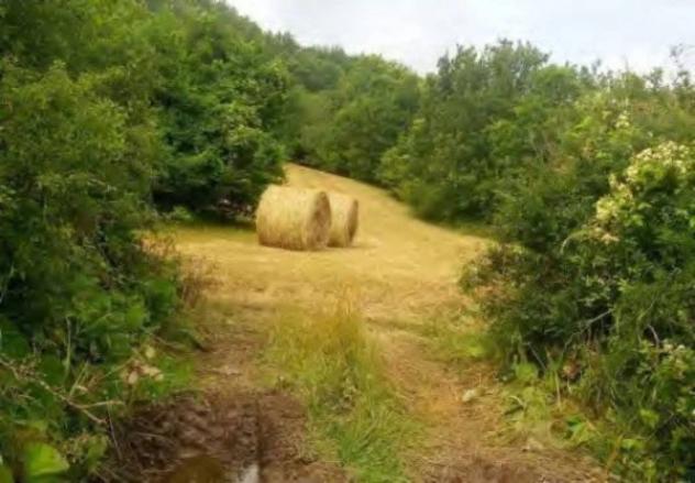 Immobile in asta di 37000 m² in vendita a Ferriere - Foto 5