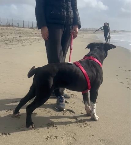 Sasha: giovane mix Amstaff. Adozione o stallo - Foto 5