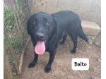 Balto simil labrador