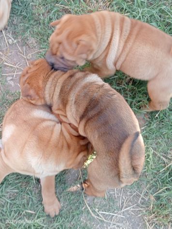 Shar Pei (cuccioli di SharPei) - Foto 4