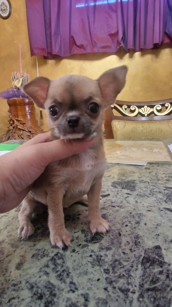Cuccioli di chihuahua pelo corto e pelo lungo - Foto 2