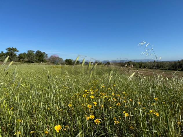 Terreno in vendita a Pachino - Foto 6