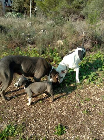 Cuccioli Amstaff Blu con pedigre ENCI in Puglia