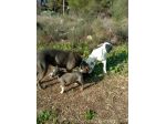 Cuccioli Amstaff Blu con pedigre ENCI in Puglia