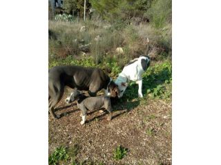Cuccioli Amstaff Blu con pedigre ENCI in Puglia