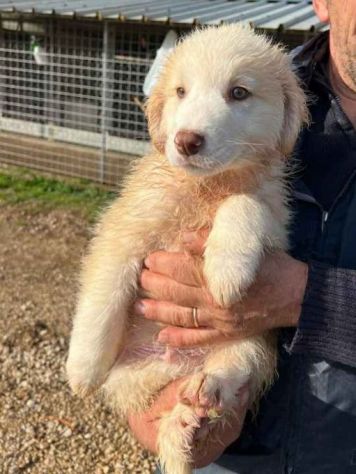 MILO ADORABILE CUCCIOLO IN ADOZIONE - Foto 4
