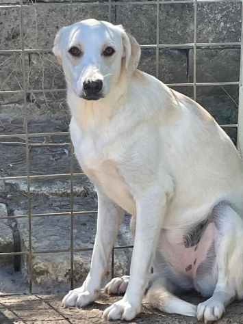 EMMA 2 ANNI SIMIL LABRADOR TAGLIA MEDIA