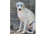 EMMA 2 ANNI SIMIL LABRADOR TAGLIA MEDIA