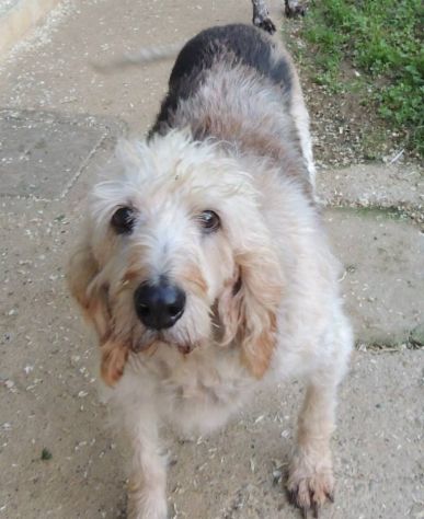 TRILLY, adozione del cuore per una cagnolina dolce e affettuosa - Foto 6
