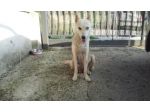 Mammina mix husky: URGENTE!!