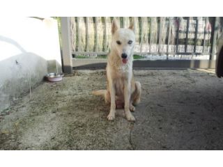 Mammina mix husky: URGENTE!!