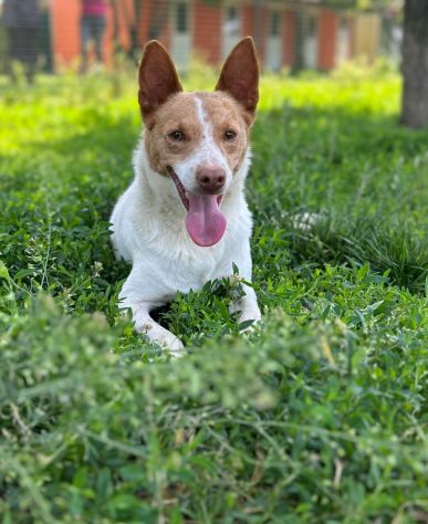 Scout - Foto 2