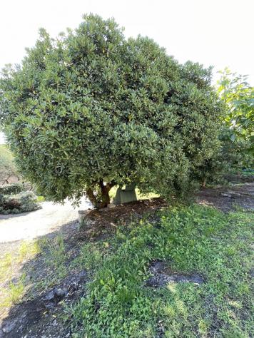 Trifamiliare in vendita a Ameglia - Foto 8