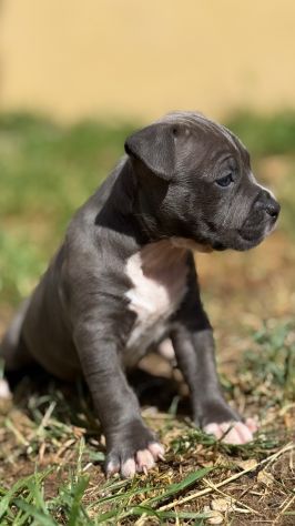 Amstaff cuccioli Blu - Foto 3