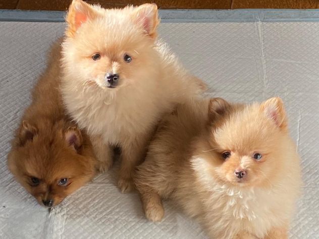 Cuccioli della Pomerania - Foto 3