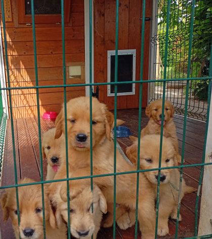Cuccioli di Golden Retriever - Foto 2