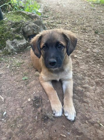 Polpetta cucciola - Foto 4