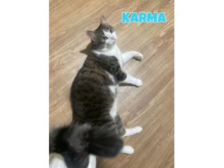 Karma e Miele due micini meravigliosi