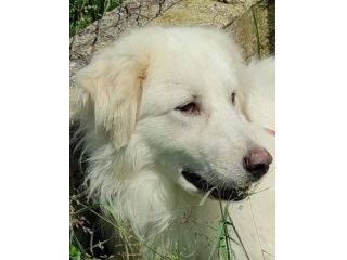 CANE DA ADOTTARE