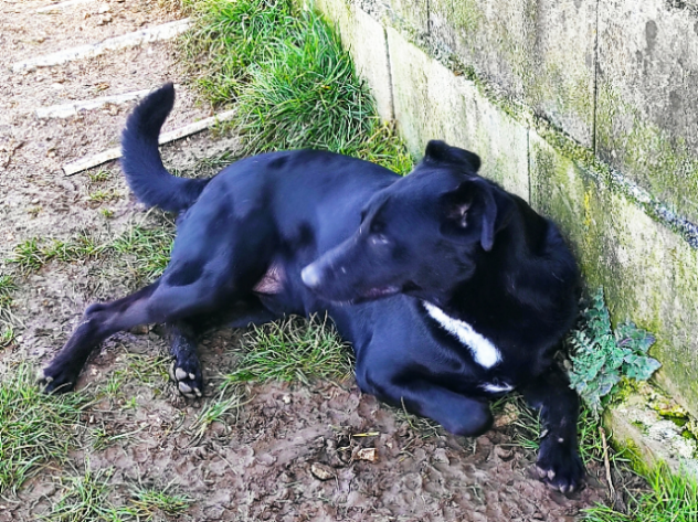 CANE IN ADOZIONE: ARON - Foto 2