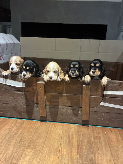 VENDITA CUCCIOLI COCKER SPANIEL INGLESE - Foto 2