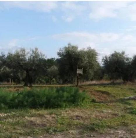 Immobile in asta di 1135 m² in vendita a Collecorvino - Foto 4