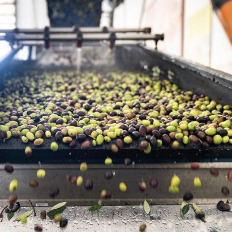 Olio d'oliva di origine pisciottana