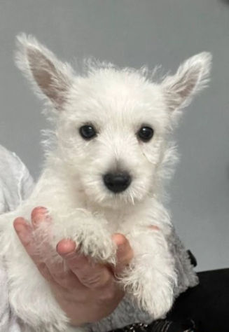 Splendidi cuccioli di West Highland Terrier - Foto 2