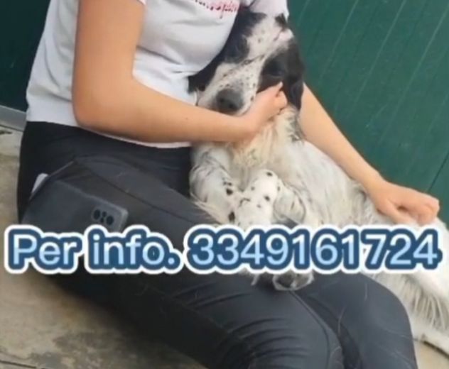 Setter 10anni ipovedente e sfortunato BRESCIA SOS - Foto 4