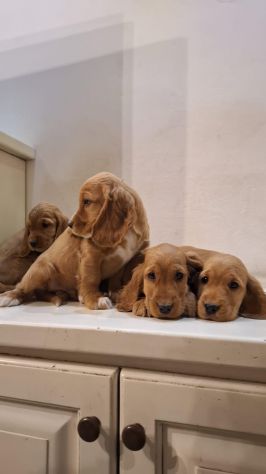 Cuccioli di Cocker Spaniel - Foto 2