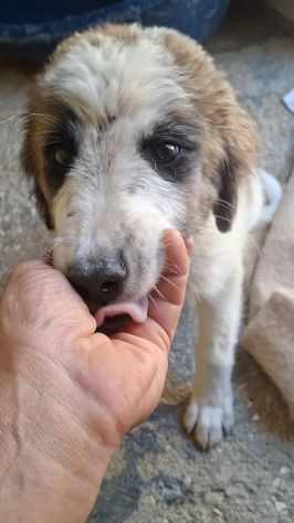 CUCCIOLE 4 MESI TAGLIA MEDIA GRANDE - Foto 3
