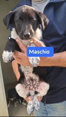 CUCCIOLI 2 MESI taglia media - Foto 3