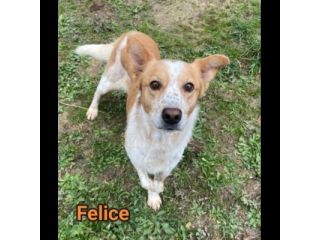 FELICE, 16 chili di dolcezza. CANE IN ADOZIONE