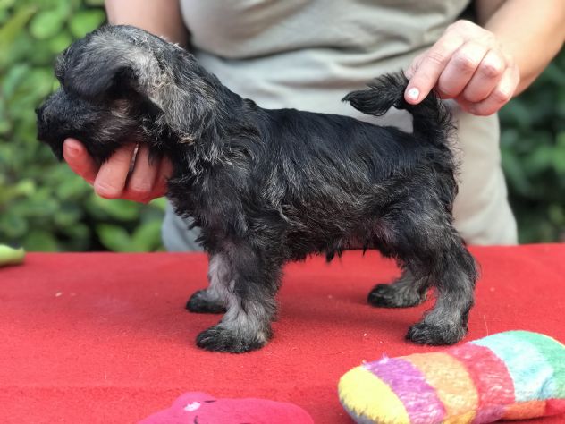 Cuccioli di Zwergschnauzer Pepe e sale - Foto 2
