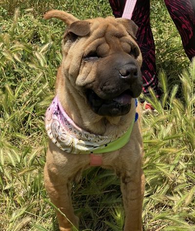 Anita cucciola di 1 anno e mezzo da adottare, simil Sharpei - Foto 5