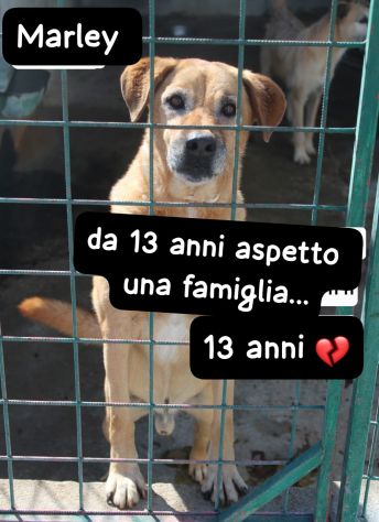 MARLEY 13 ANNI taglia media IN CANILE - Foto 3
