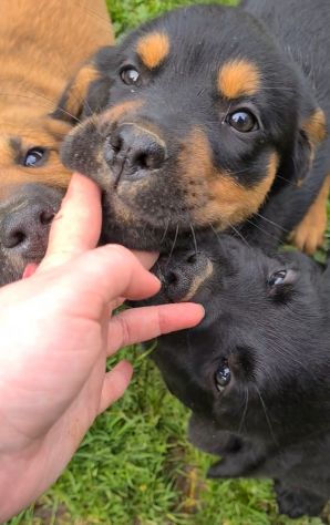 ANNABELLE, dolcissima mix ROTTWEILER! 2 MESI E MEZZO. - Foto 9