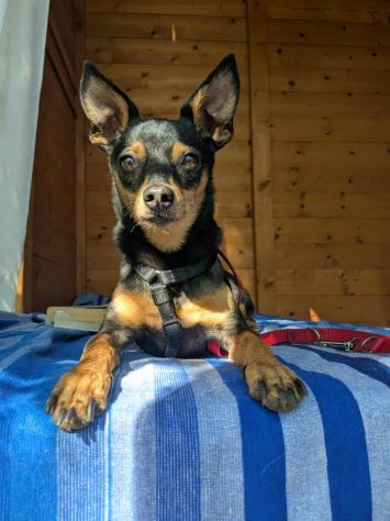 STARLET, MINI PINSCHER dolcissima - Foto 4