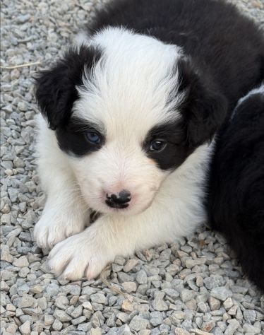 Selezionati Border Collie con pedigree - Foto 3