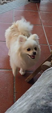 Volpino di pomerania/chihuahua femmina - Foto 5