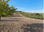 Terreno agricolo in Vendita in zona SANT'ANTONIO con giardino
